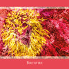 Abstract close-up of a vibrant yellow and red flower with a pink textured border and “Birthfire” at the bottom center, featured in Gaia's Vision Oracle Cards by Schiffer Publishing, Ltd.—an intuitive, nature-inspired photographic art card.