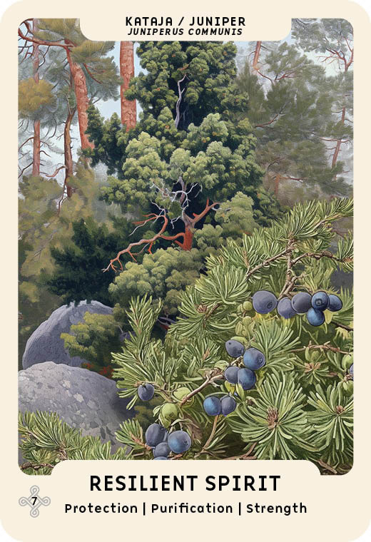 An illustrated juniper tree and berries stand among rocks and pines, watched by forest spirits. Text: Juniper (Juniperus communis). Resilient Spirit. From Nordic Forest Rituals Oracle Cards by Schiffer Publishing, Ltd., inspired by Nordic folklore.