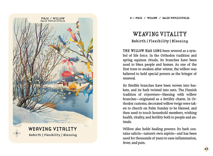 An illustrated page from Nordic Forest Rituals Oracle Cards by Schiffer Publishing, Ltd. shows willow (Salix phylicifolia) branches, leaves, and catkins with text on willows’ folklore, uses, and healing; page 43 marked bottom right.