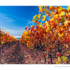 Rows of Vineyards of Napa Valley grapevines with vibrant red and yellow autumn leaves under a clear blue sky.