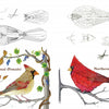 Detailed line drawings from "50 Bird Woodcarving Patterns" by Schiffer Publishing, Ltd. show male and female Northern Cardinals with labeled anatomy—feathers, wings, tails, feet—making them ideal reference for bird woodcarving.