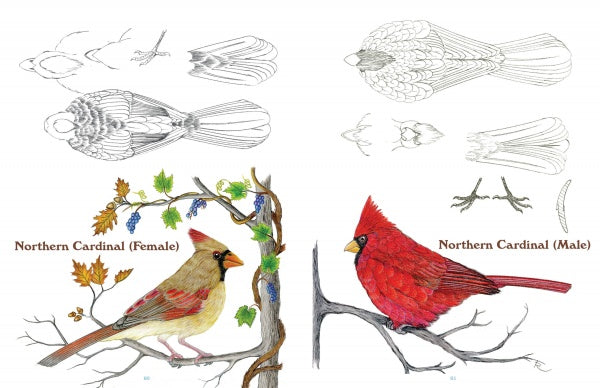 Detailed line drawings from "50 Bird Woodcarving Patterns" by Schiffer Publishing, Ltd. show male and female Northern Cardinals with labeled anatomy—feathers, wings, tails, feet—making them ideal reference for bird woodcarving.