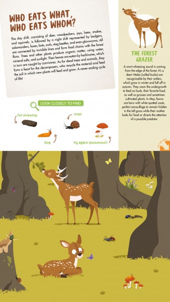 The Forest by Schiffer Publishing, Ltd. features an illustrated forest scene with deer grazing, mushrooms, and insects. Text explains food chains and highlights the deer as a woodland animal—ideal for a book or giant fold-out poster.