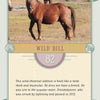 A muscular chestnut Chincoteague Pony stallion stands alert in a grassy paddock. Schiffer Publishing’s Chincoteague Pony Identification Cards feature Wild Bill, #82 (1996), known for his strength and pedigree among wild ponies.
