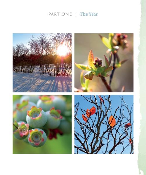 A collage from "Out in Blue Fields" by Schiffer Publishing, Ltd.: snowy winter trees, spring buds, unripe summer blueberries on Cape Cod, and autumn branches with orange leaves against a blue sky.