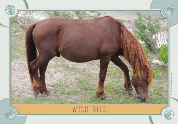 A Chincoteague pony grazes in a sandy, green landscape on a Schiffer Publishing Chincoteague Pony Identification Card, framed with a decorative border and labeled WILD BILL at the bottom.