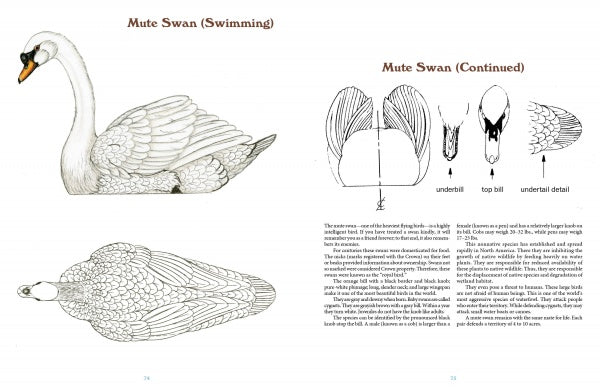 50 Bird Woodcarving Patterns by Schiffer Publishing, Ltd. features side and top illustrations of mute swans with labeled anatomy like the underbill and top bill—perfect references for accurate woodcarving patterns, with text descriptions for each diagram.