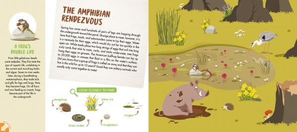 The Forest by Schiffer Publishing, Ltd. features nature illustrations of woodland animals like frogs, birds, and insects near a pond, plus a warthog in mud. Includes text, diagrams, and a giant fold-out poster detailing a frog’s life cycle.