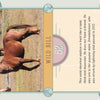 A chestnut stallion stands in a grassy paddock. The Chincoteague Pony Identification Cards by Schiffer Publishing feature “Wild Bill, 82, 1996 Stallion”—a strong chestnut known for his defiant attitude.