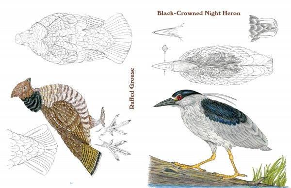 Featuring colored illustrations and detailed black-and-white sketches of birds, 50 Bird Woodcarving Patterns by Schiffer Publishing, Ltd. offers perfect inspiration for woodcarvers and pattern creators.