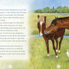A painted illustration from "Surfer Dude" by Schiffer Publishing, Ltd. shows two Chincoteague Ponies in a grassy field near water with a white egret, grass, trees, and Assateague Island’s red lighthouse under blue sky. Text appears on the left page.