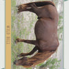A brown Chincoteague Pony with a long mane grazes on sparse grass in a sandy area, green shrubs behind. The border reads WILD BILL—a scene from Schiffer Publishing's Chincoteague Pony Identification Cards.