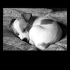 A small dog with light fur and dark spots sleeps on a patterned blanket. In black and white, the image sits on a black background above the number 120, evoking the peaceful spirit of Schiffer Publishing's "Animal Spells and Magick.