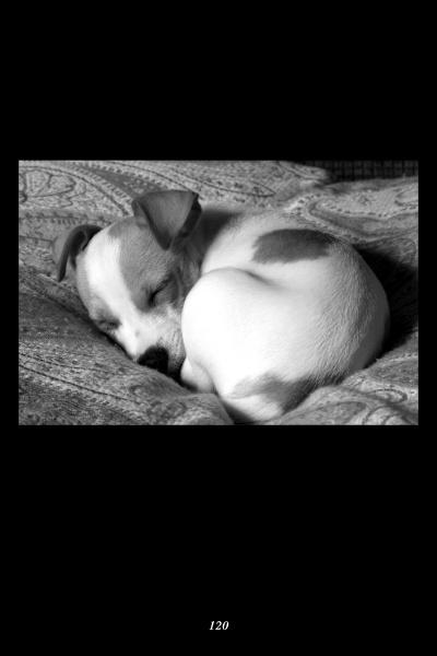 A small dog with light fur and dark spots sleeps on a patterned blanket. In black and white, the image sits on a black background above the number 120, evoking the peaceful spirit of Schiffer Publishing's "Animal Spells and Magick.