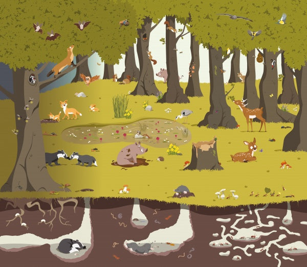 Vivid illustration from The Forest by Schiffer Publishing, Ltd. features deer, foxes, rabbits, birds, squirrels, and badgers above ground; worms and roots below; with trees, pond, sun and shade—ideal for a forest book or fold-out poster.