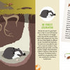 A two-page illustration in The Forest by Schiffer Publishing, Ltd. shows a badger sleeping in an underground burrow among tree roots, with insects like beetles and spiders, describing the forest ecosystem in this engaging woodland book.