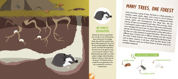 A two-page illustration in The Forest by Schiffer Publishing, Ltd. shows a badger sleeping in an underground burrow among tree roots, with insects like beetles and spiders, describing the forest ecosystem in this engaging woodland book.