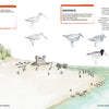 The “Adventures in Community Science Workbook” by Schiffer Publishing, Ltd. features a sandy beach illustration with labeled shorebirds, sandcastles, small plants, bird sketches above the shoreline, tasks, and a resource box on the right.